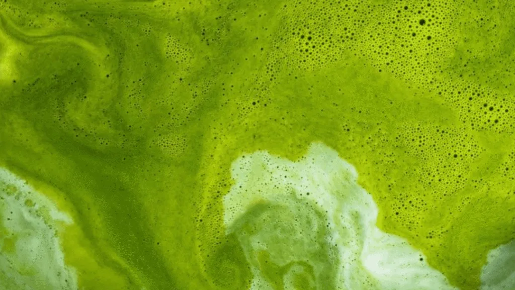 matcha culture